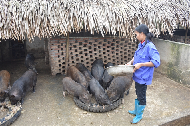 Xem ngày chăn nuôi - Cách chọn ngày tốt làm chuồng trại hợp phong thủy - Sửa Nhà Sơn Nhà 10 Địa Chỉ Uy Tín Tại Hà Nội